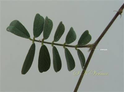  Leaf and Stipules